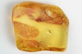 Fossil Fly (Diptera) In Baltic Amber - Jewelry Quality #197702-3